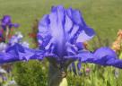 After Hours - tall bearded Iris