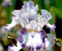 Agatha Christie - Intermediate bearded Iris