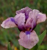 Alene's Other Love - Reblooming fragrant SDB Standard Dwarf bearded