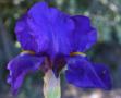 Allegiance - tall bearded Iris