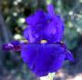 Allegiance - tall bearded Iris