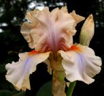 Amber Rainbow - tall bearded Iris