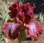 American Original - tall bearded Iris