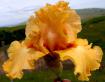 American Style - tall bearded Iris