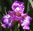 Amethyst Flame - tall bearded Iris