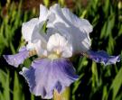 Antarctique - Intermediate bearded Iris