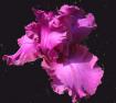 Aplomb - tall bearded Iris