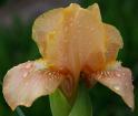 Apricot Drops - tall bearded Iris