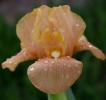 Apricot Drops - tall bearded Iris