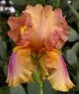 Arizona Byways - Tall bearded Iris