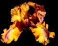 Arizona Byways - tall bearded Iris