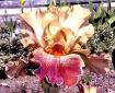 Art Show - fragrant tall bearded Iris