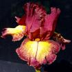 Artistic Showoff - Reblooming tall bearded Iris