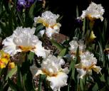 Aureoles - fragrant tall bearded Iris