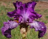 Autumn Explosion - Reblooming fragrant tall bearded Iris