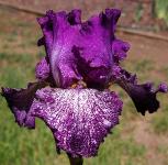 Autumn Explosion - fragrant reblooming tall bearded Iris