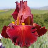 Barbaro - fragrant tall bearded Iris