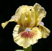 Beach Baby - fragrant SDB Standard Dwarf bearded