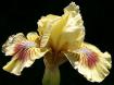 Beach Baby - fragrant SDB Standard Dwarf Bearded