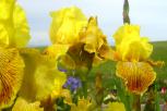 Bengal Tiger - tall bearded Iris