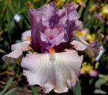 Better Together - tall bearded Iris