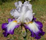 Beyond borders - tall bearded Iris