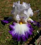 Beyond borders - tall bearded Iris