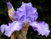 Blue Aristocrat - Reblooming tall bearded Iris