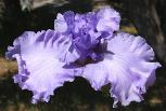 Blue Hour - tall bearded Iris