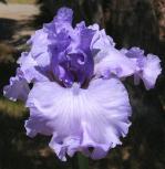 Blue Hour - tall bearded Iris