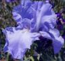 Blue Kentucky Girl - Reblooming tall bearded Iris