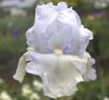 Blue Moonlight - reblooming tall bearded Iris