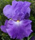 Blue Review - Reblooming tall bearded Iris