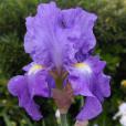 Blue Review - reblooming tall bearded Iris