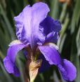 Blue Rhythm - fragrant tall bearded Iris