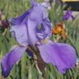 Blue Rhythm - fragrant tall bearded Iris