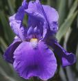 Blue Rhythm - Tall bearded Iris
