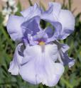 Blue Sapphire - tall bearded Iris