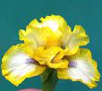 Bluebeard's Gold - fragrant reblooming SDB Standard Dwarf Bearded