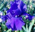 Blueberry Bliss - fragrant tall bearded Iris