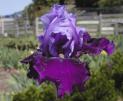 Bluebird Wine - tall bearded Iris