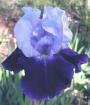 Bob Annand - tall bearded Iris