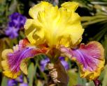 Bold Pattern - tall bearded Iris