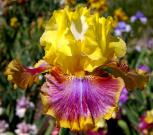Bold Pattern - tall bearded Iris