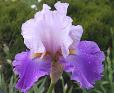 Bolder Boulder - Reblooming fragrant tall bearded Iris