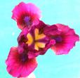 Bowl of Cherries - SDB Standard Dwarf bearded