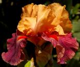 Braggadocio - Reblooming fragrant tall bearded Iris