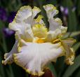 Bride's Halo - tall bearded Iris