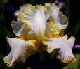 Bride's Halo - tall bearded Iris