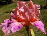 Broke Again - Reblooming tall bearded Iris